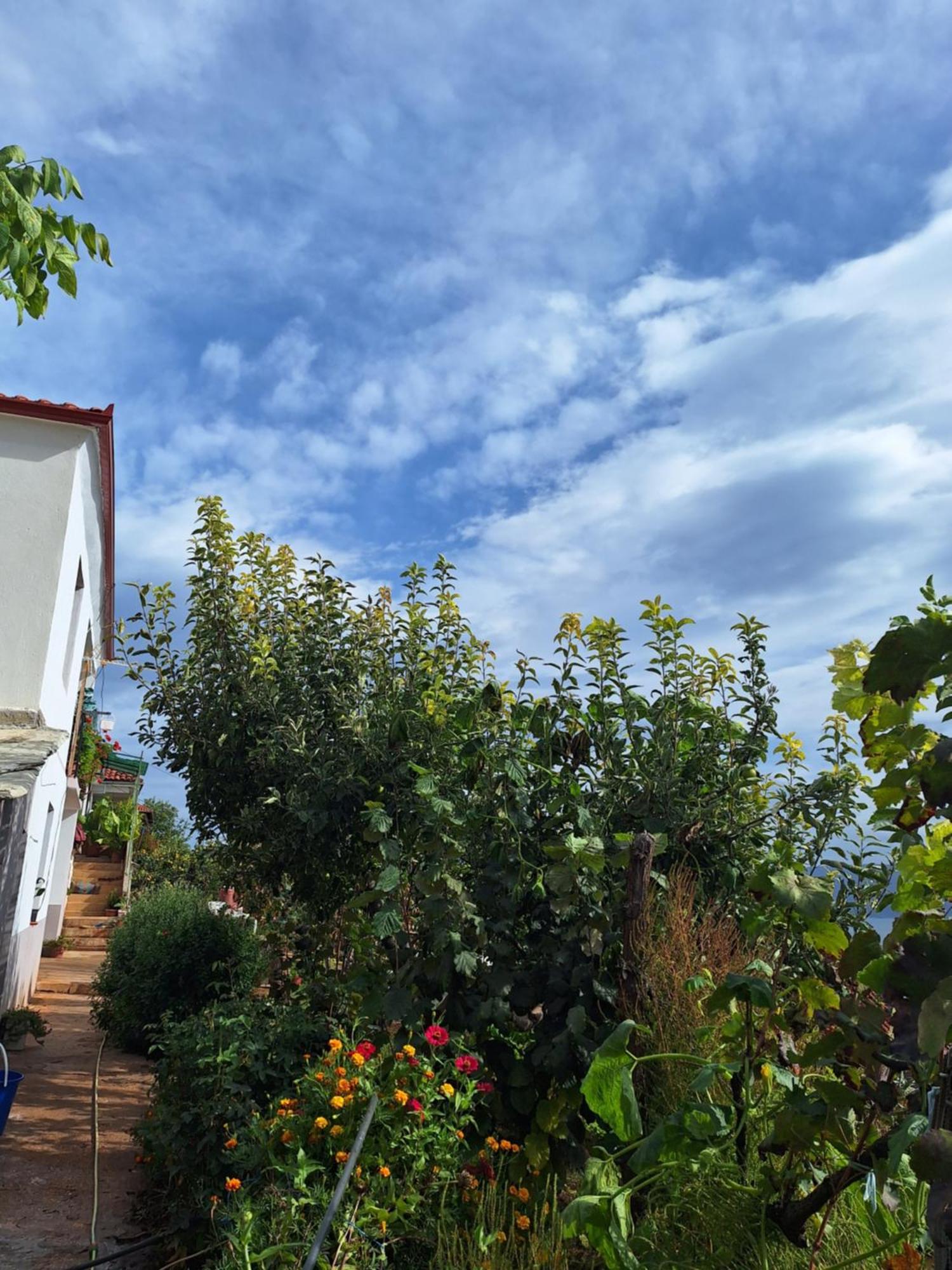 Villa Taku Wonderful View Of Ohrid